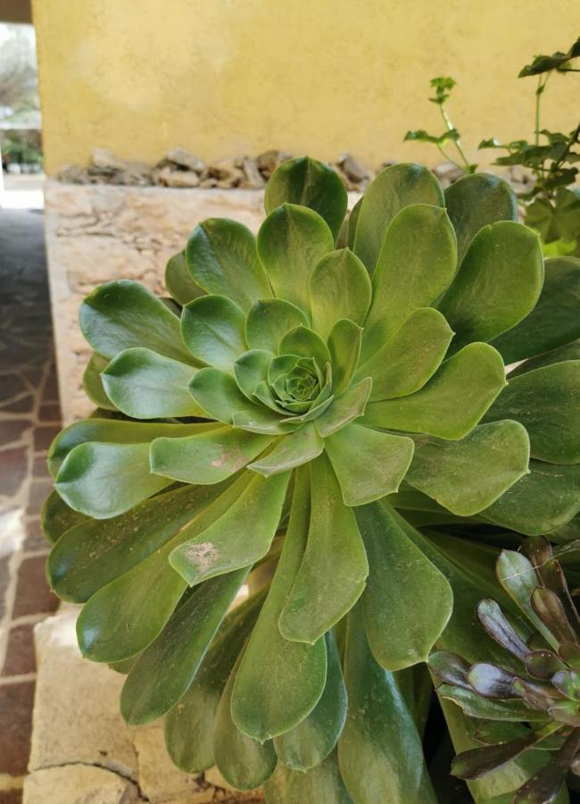 Posada Casa Del Minero Pozos  エクステリア 写真